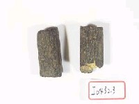 藏品(肋骨)的圖片